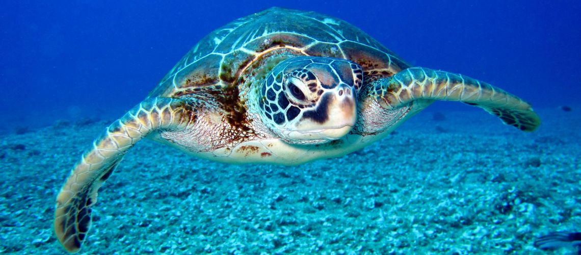 sea-turtles-blog-4