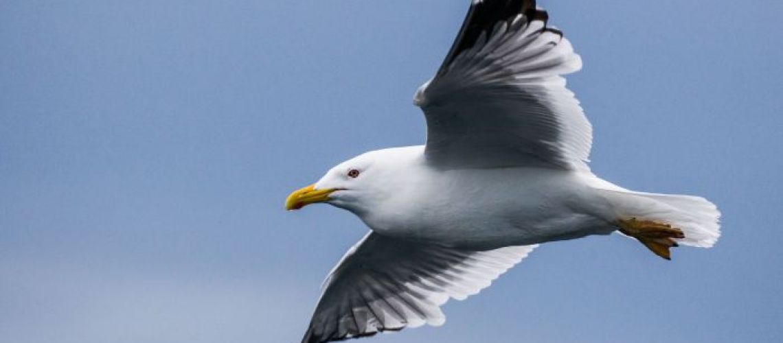 Seagull flying on blue sky.